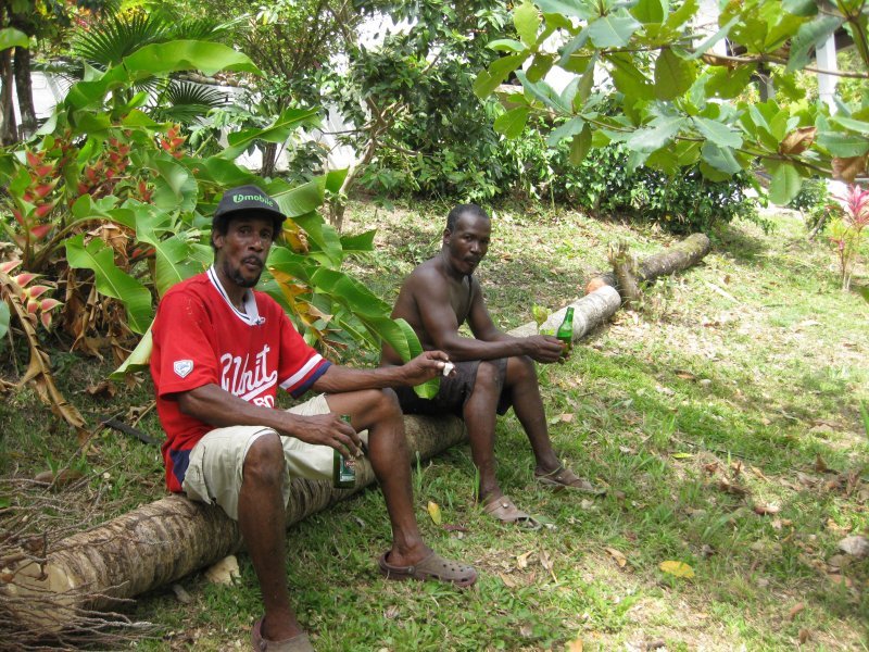 felling a palm tree - Kurt and Jerome take a break, the tree is already in 4 pieces ready to carry away