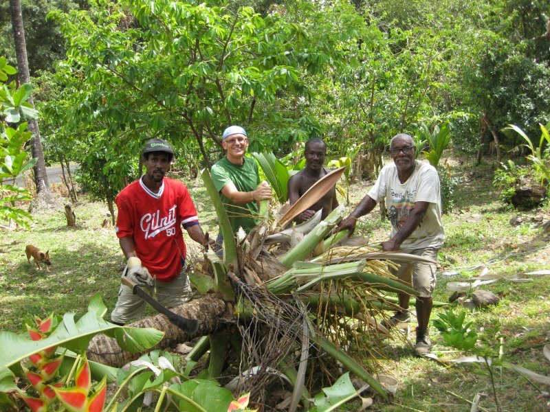 felling a palm tree - the team with their victim