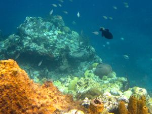 Toucari reef with black durgeon, sergeant-major fish and brown chromis