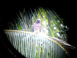 one of the many broad-winged hawks (know locally as chicken hawks) that live locally - this photo was taken through our telescope