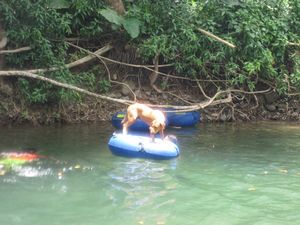 Sue and Patricia come to stay - river tubing on the Pagua river (2)