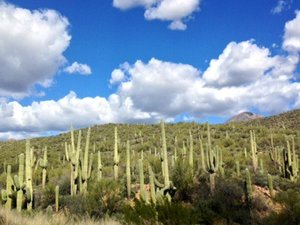Saguaro Cacti in Tonto National Forest
