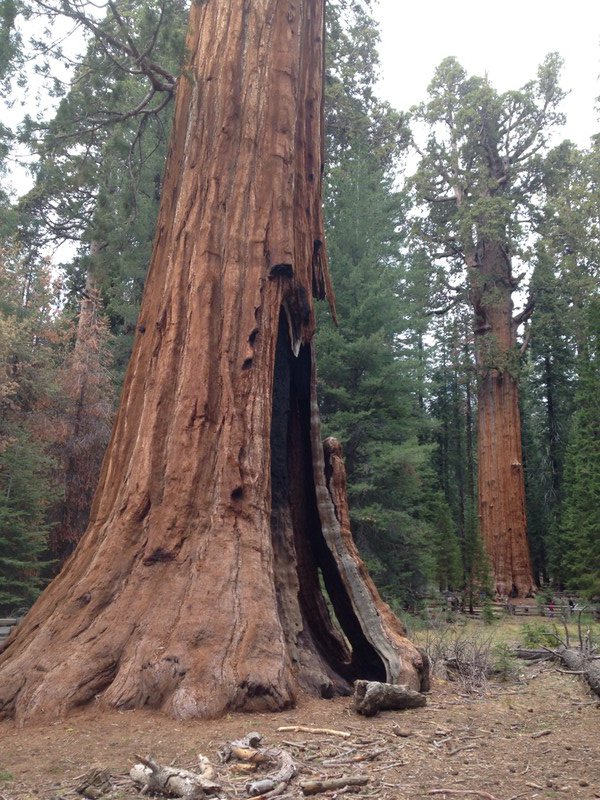 General Sherman is the Tree in the Background