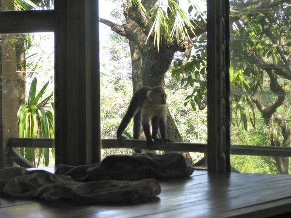 Monkey on Our Porch