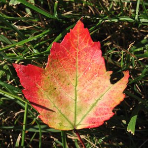 First fall leaf pic