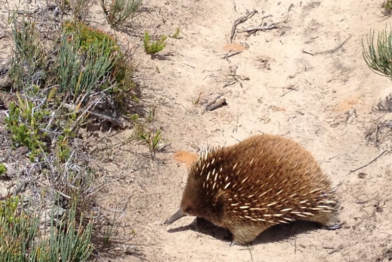 Echidna at Mt Brown track