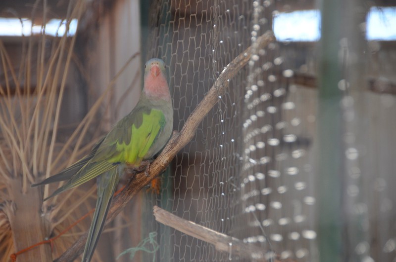 Princess Parrot at Curtin Springs
