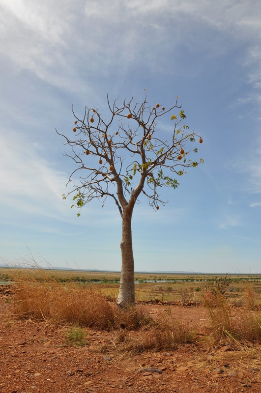 A boab tree with fruit