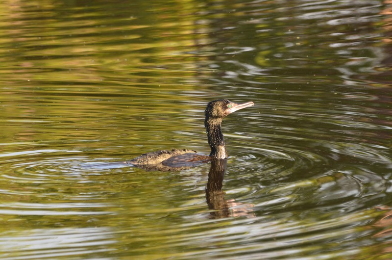 Cormorant