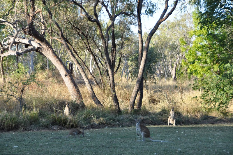 Hoppers at Fitzroy River Lodge