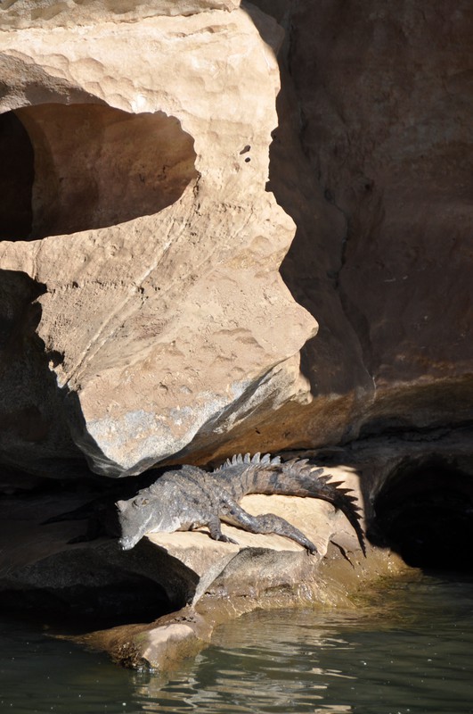 Johnstons Crocodile sunning himself on a rock ledge
