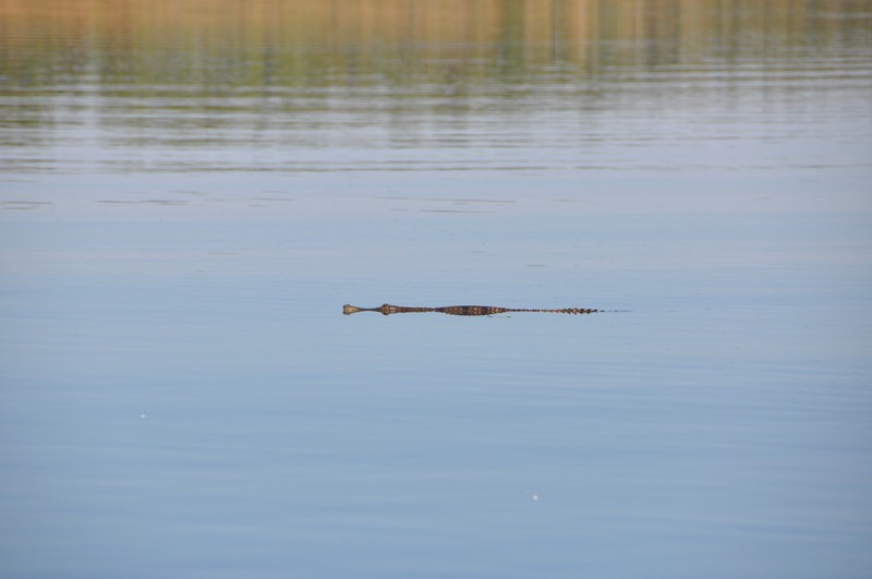 Croc swimming across the Fitzroy