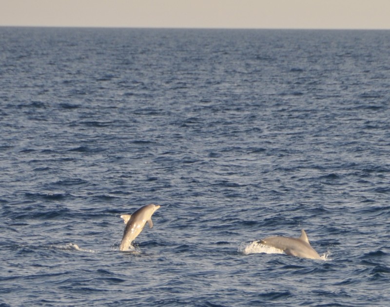 Dolphins playing off Broome