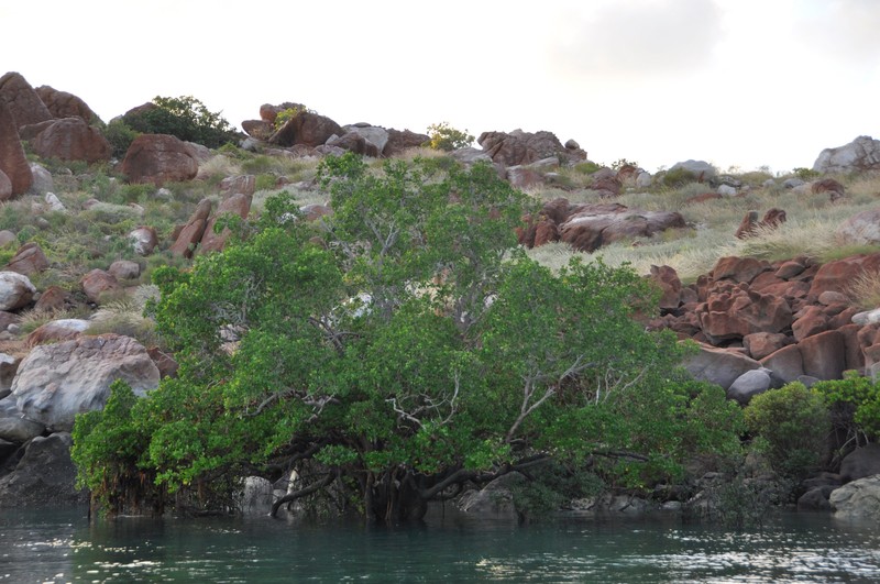 Mangroves and rocks
