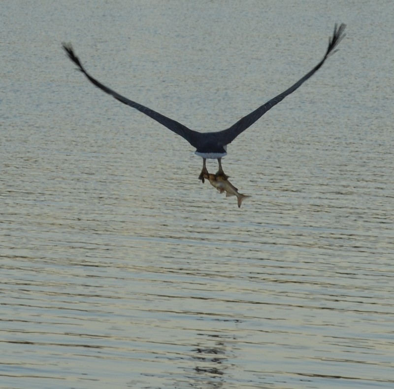 sea eagle with fish