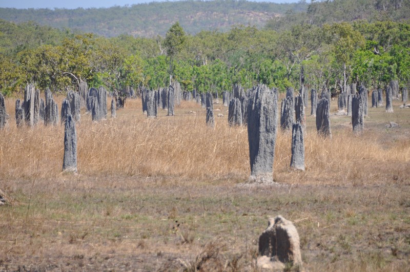 Termite mounds all aligned north south