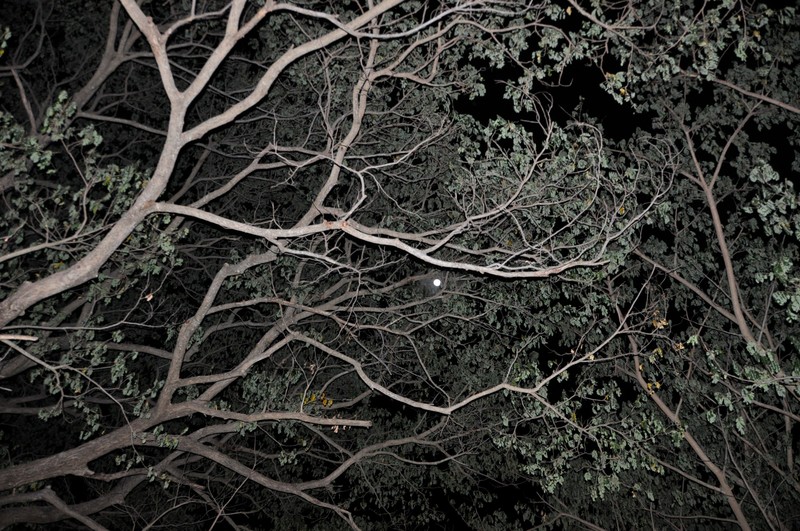 Tree by night
