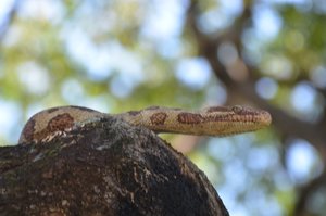 Python lives in the Botanic Gardens