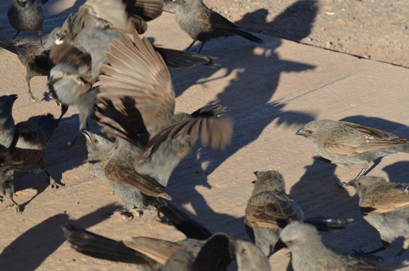 Apostle birds squabbling
