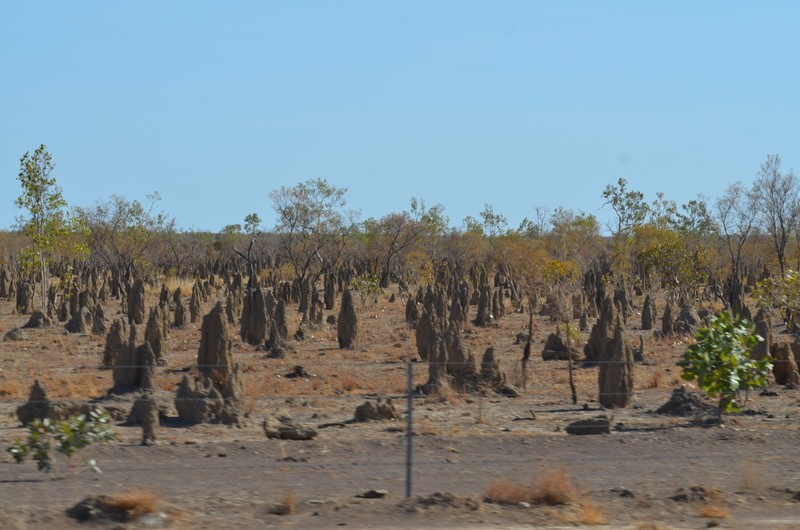 More termite mounds