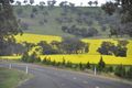 Fields of Canola in Southern NSW