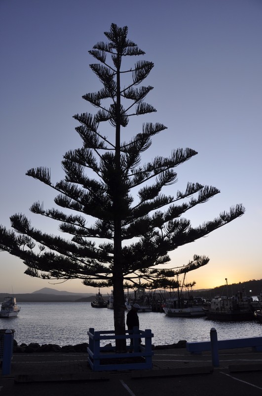 Norfolk Island Pine at Snug Cove, Eden