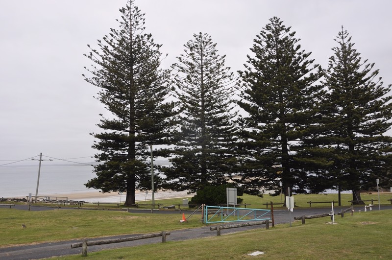 Norfolk Island Pines at Mersey Bluff Caravan Park