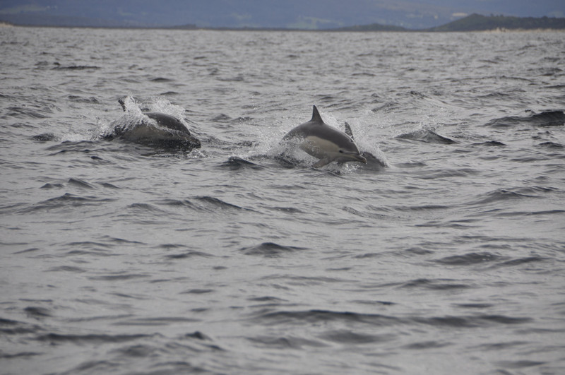 Dolphins at Bruny Island