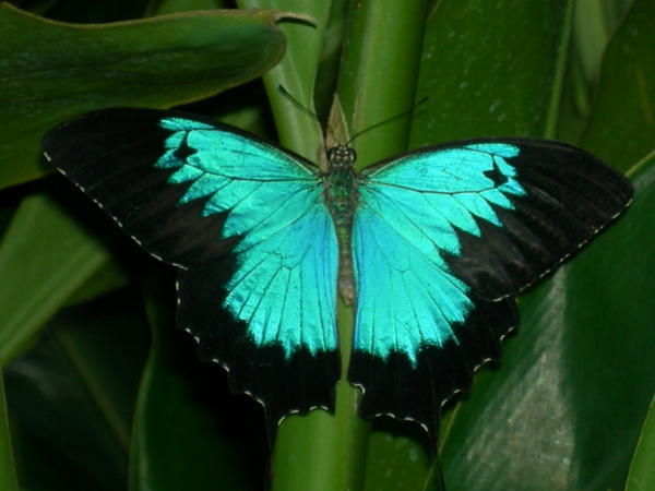 Ulysees Butterfly