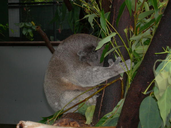 A Koala asleep