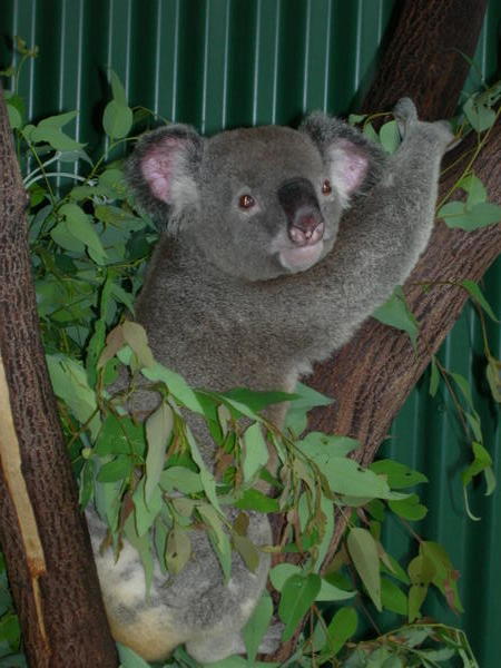WOW! A Koala awake.