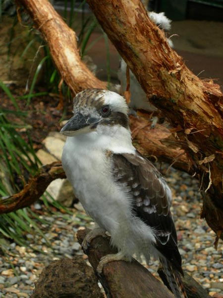 A Kookabura
