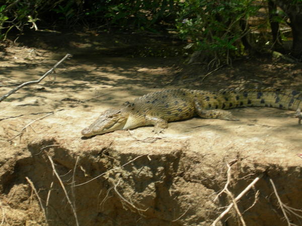 Wild Croc #1