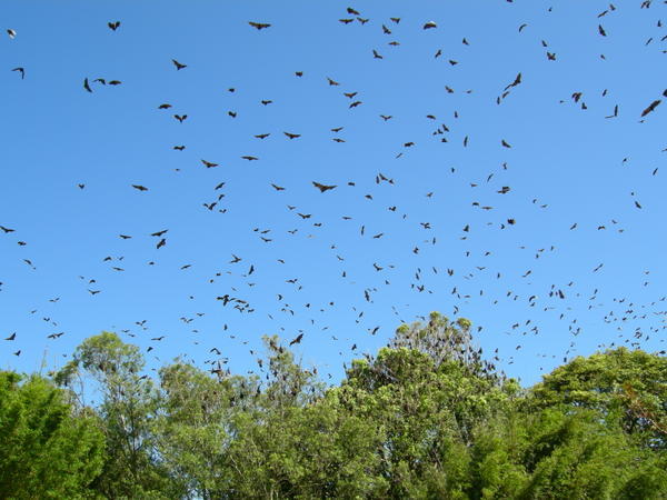 Fruit bats swarm the Sydney sky