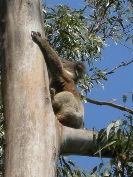 A wild Koala