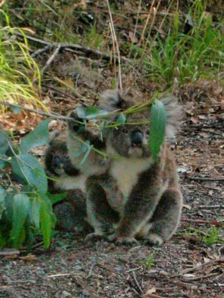 Koalas on the roadside #1