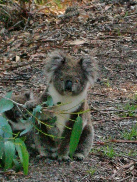 Koalas on the roadside #2