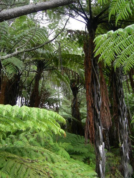Tree Ferns
