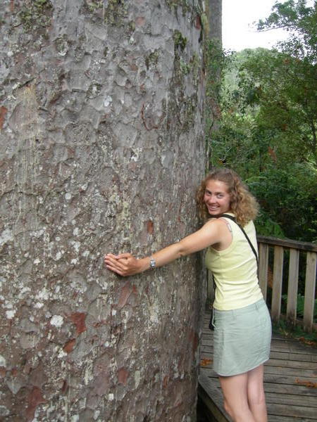 Hugging a Kauri Tree