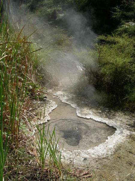 A geyser, Waimangu Volcanic Valley