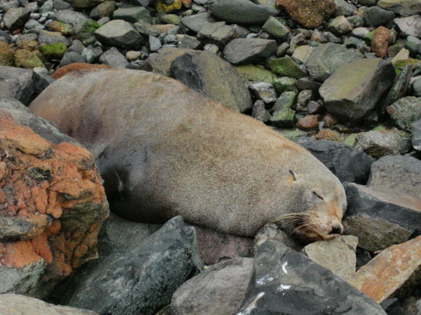 New Zealand Fur Seal (#3 of the day)