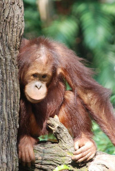 A young Orangutan