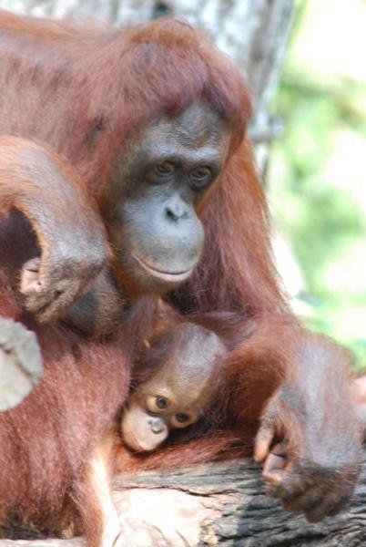 Mum and baby Orangutan