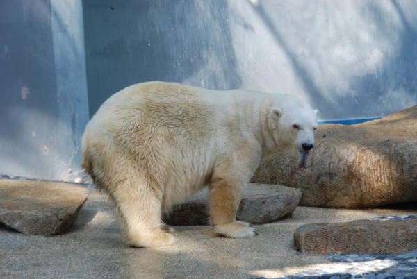 Polar Bear showing his feelings towards the crowd