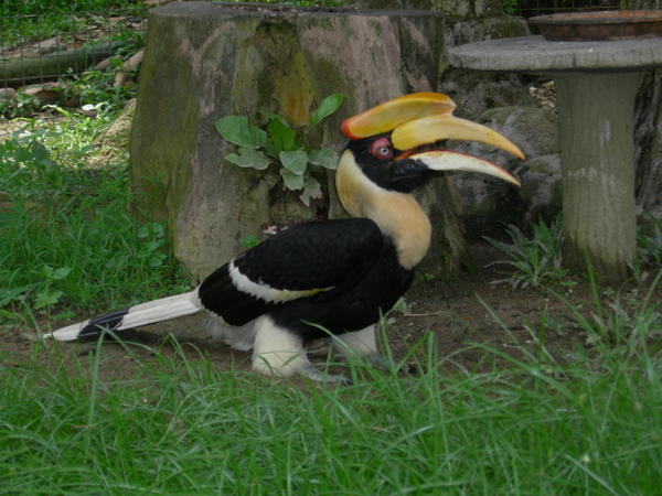Hornbill at KL Bird Park