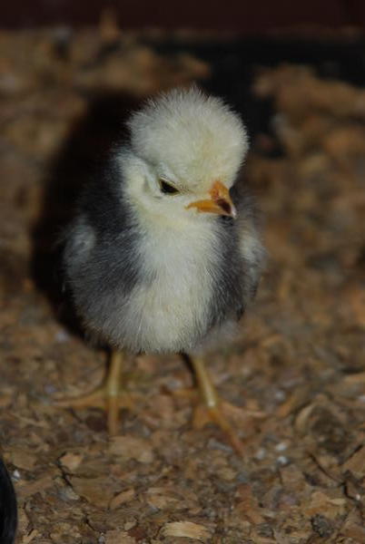 A chick at KL Bird Park