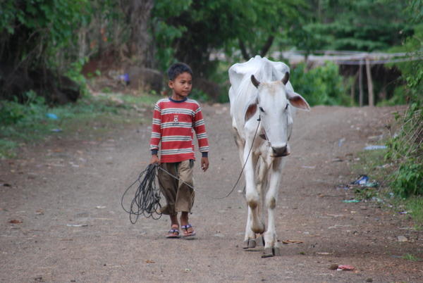 Young boy leading his Ox