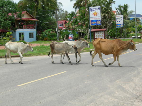Ox are free to roam the streets in Sihanoukville