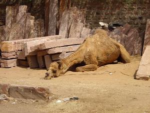 sleepy camel, Jodhpur