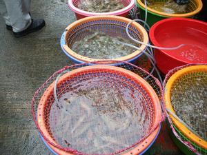 Tai O fishing village market